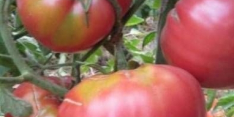 Tajna bake paradajza: recenzije, fotografije, prinos